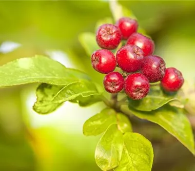 Apfel i.S. Apfel i.S.