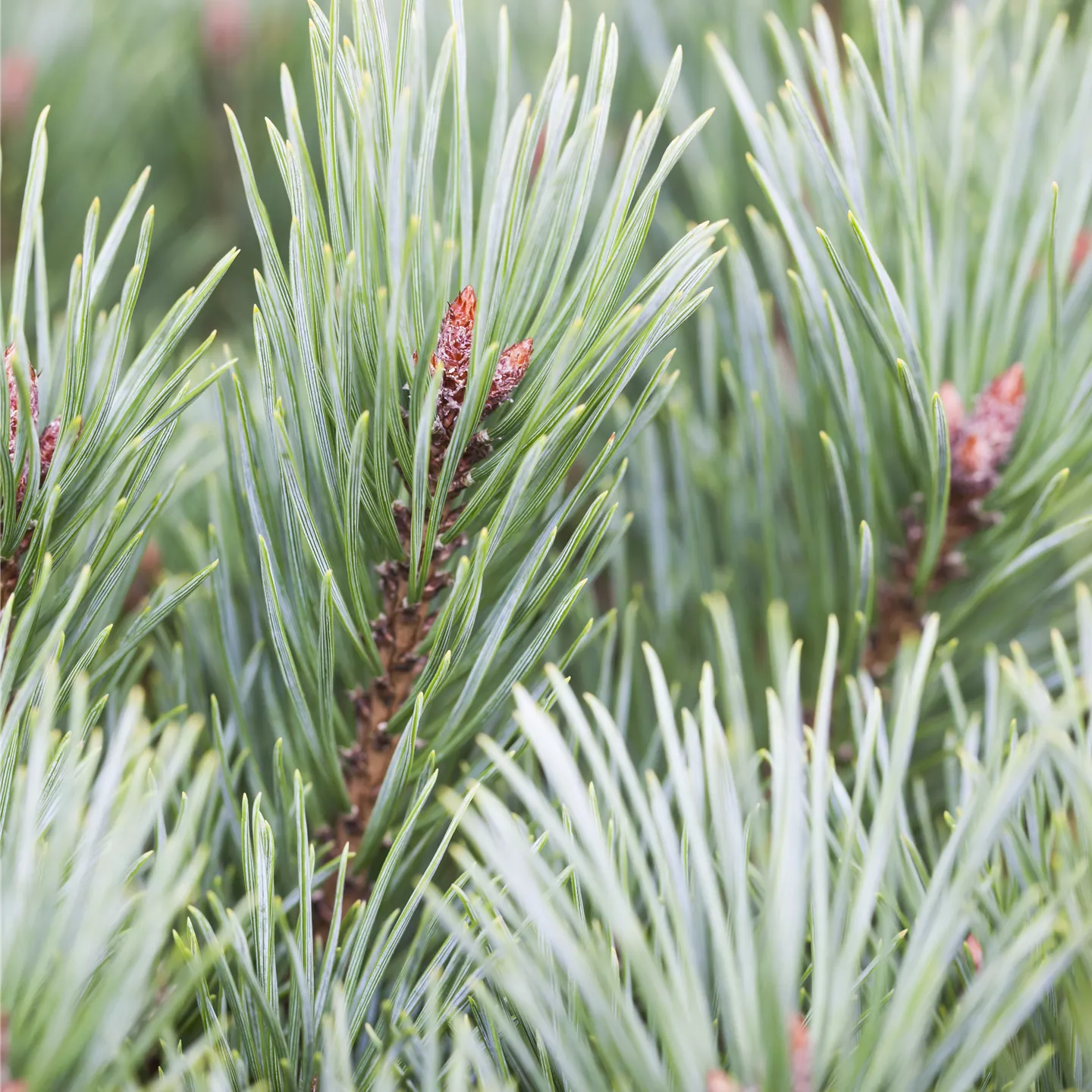 Pinus sylvestris 'Martham'