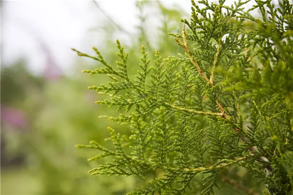 Thuja occidentalis 'Brabant' Lebensbaum