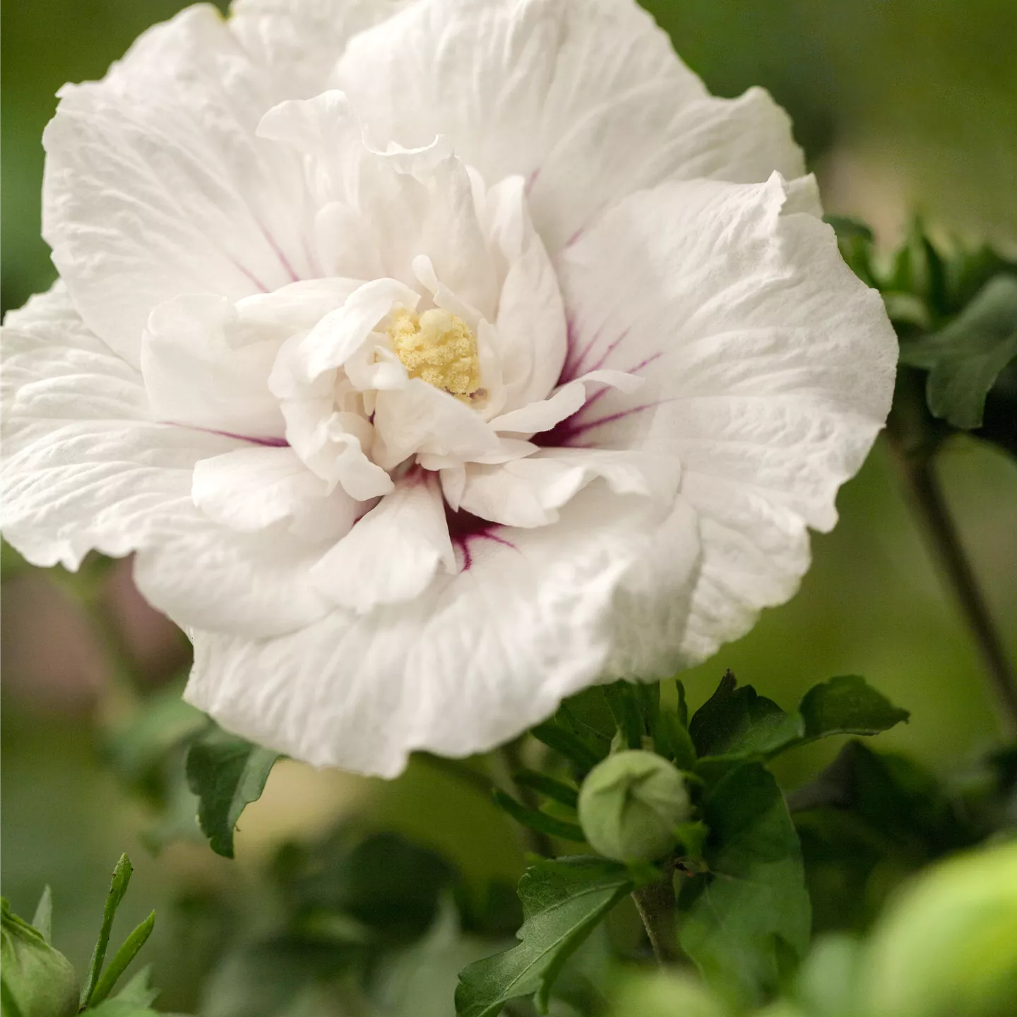 Hibiscus syriacus 'White Chiffon' -R-