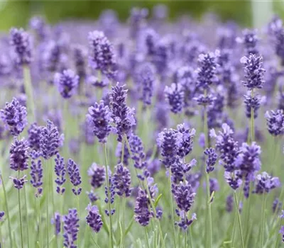 Lavendel