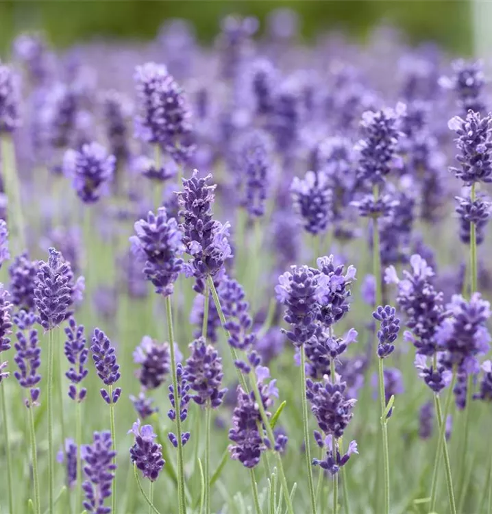 Tiefviolettblühender Lavendel