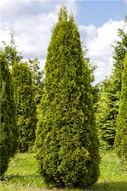 Thuja occidentalis 'Smaragd', Lebensbaum im Pflanzenshop