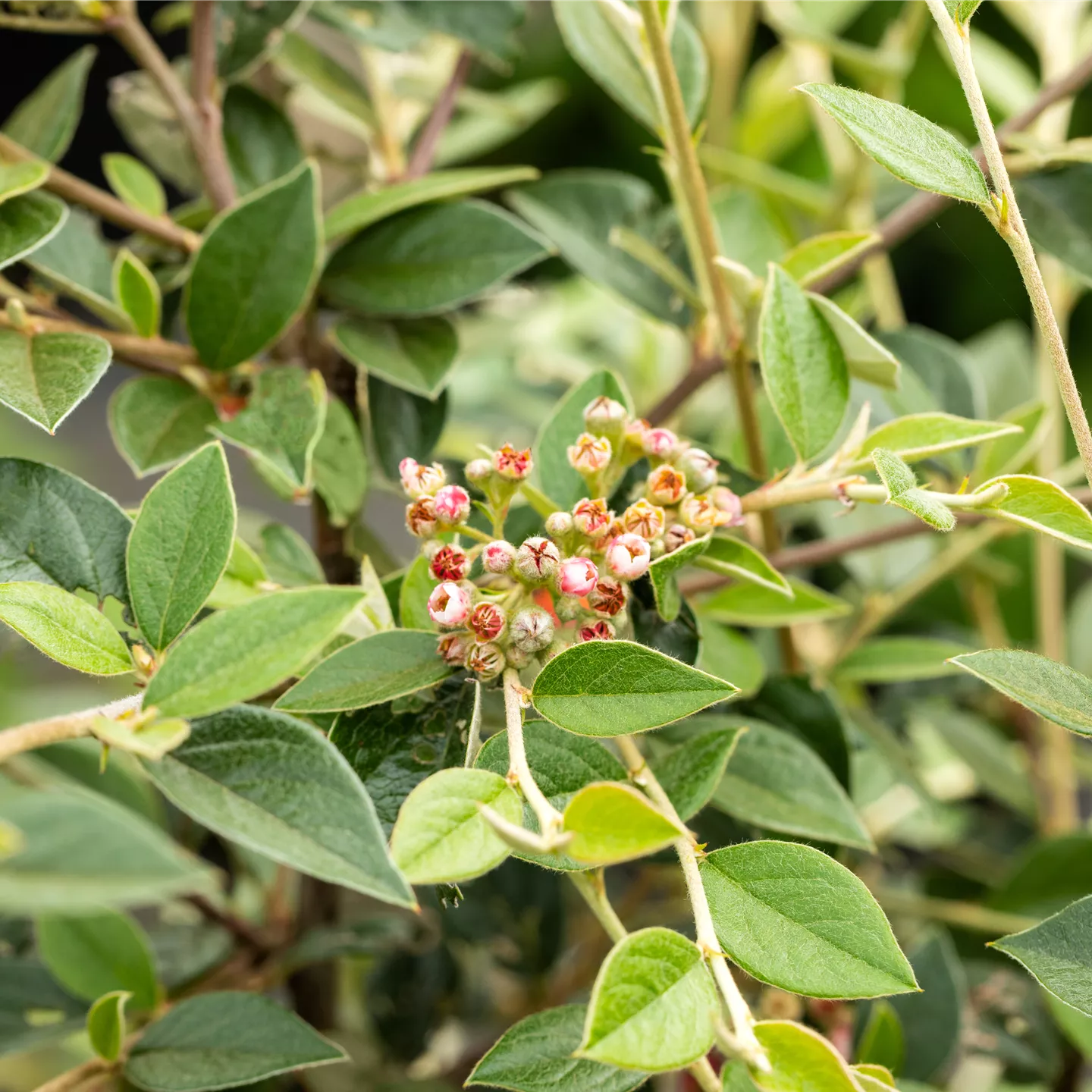 Cotoneaster franchetii