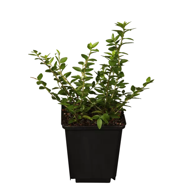 Lonicera nitida 'Maigrn', Heckenmyrte im Pflanzenshop