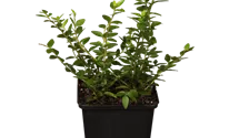 philodendron dragon Philodendron Dragon Variegated – oramicin main image 1