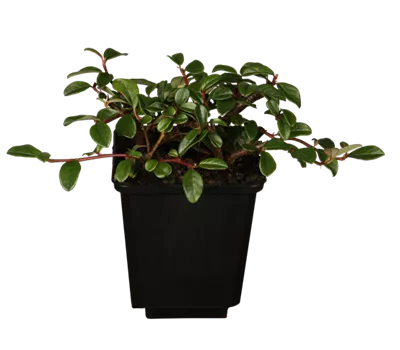 Teppich-Zwergmispel Teppich-Zwergmispel