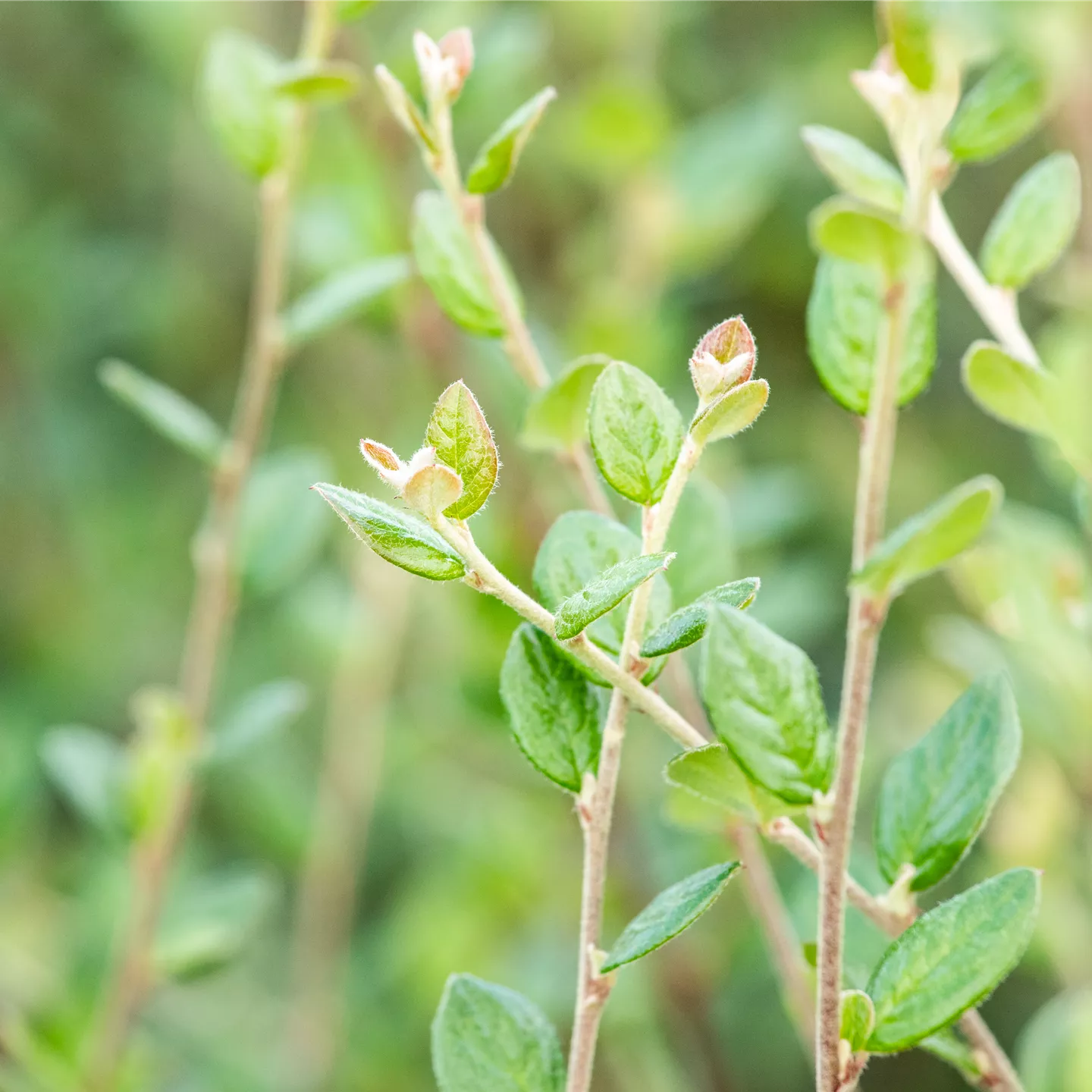 Cotoneaster salicifolius floccosus Cotoneaster salicifolius floccosus