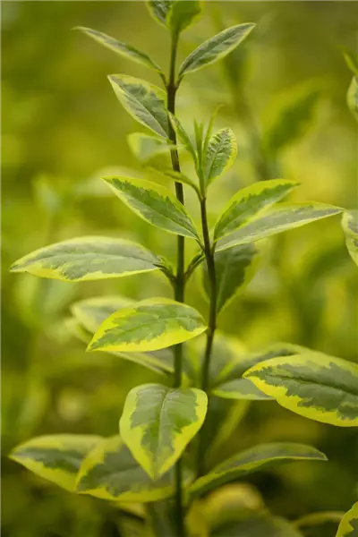 Ligustrum ovalifolium 'Aureum' Gold-Liguster