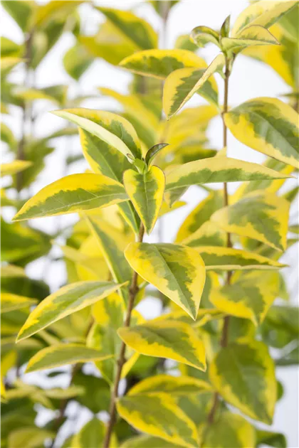 Ligustrum ovalifolium 'Aureum', Gold-Liguster im Pflanzenshop