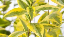 Ligustrum ovalifolium 'Aureum', Gold-Liguster im Pflanzenshop