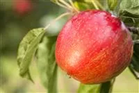 Apfelbäume im Garten – Eine reiche und leckere Ernte