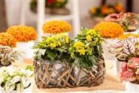 Balkonpflanzen im Herbst – Bunte Farben durch hübsche Blüten und Blätter