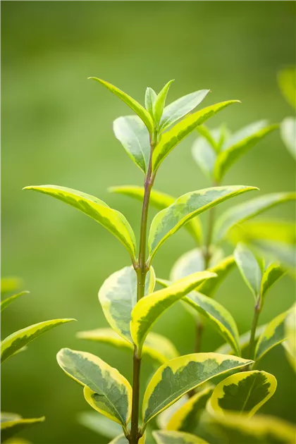 Ligustrum ovalifolium 'Aureum', Gold-Liguster im Pflanzenshop