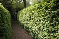 Gut geschützt – Hecken pflanzen und den Garten ungestört genießen