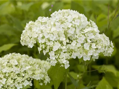 Hortensien für Garten und Balkon – ein tolles Blütenspiel