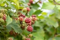 Im Frühjahr Brombeeren pflanzen für eine erfolgreiche Ernte Im Frühjahr Brombeeren pflanzen für eine erfolgreiche Ernte