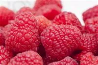 Tipps zum Pflanzen und Pflegen von Himbeeren Tipps zum Pflanzen und Pflegen von Himbeeren