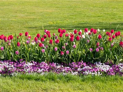 Wie ein pflegeleichter Garten gestaltet wird