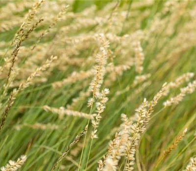 Moskitogras Moskitogras