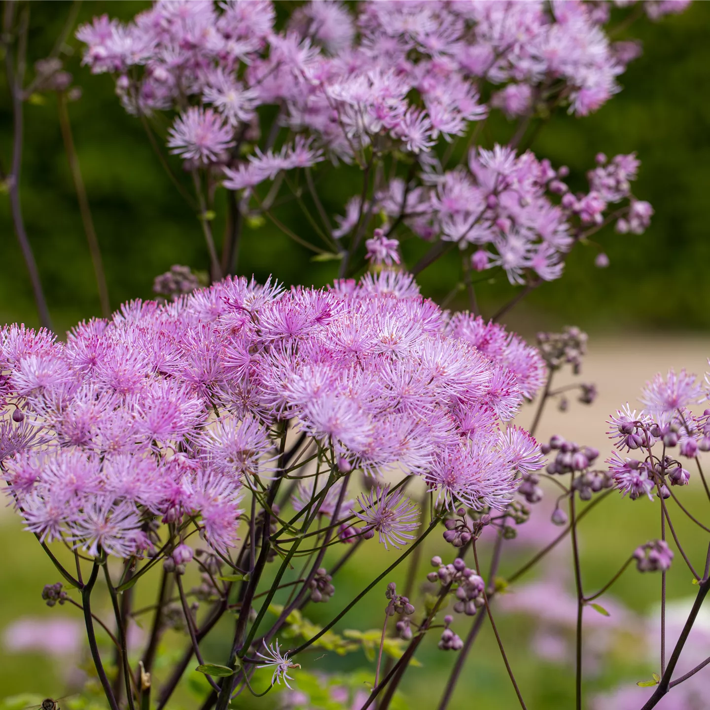 Thalictrum aquilegifolium 'Black Stockings'