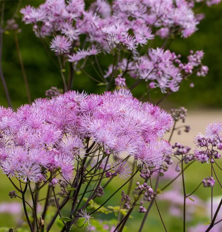 Akeleiblättrige Wiesenraute
