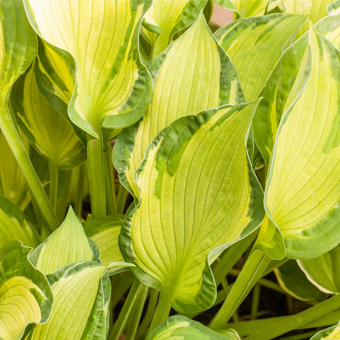 Hosta x tardiana 'June' -R-