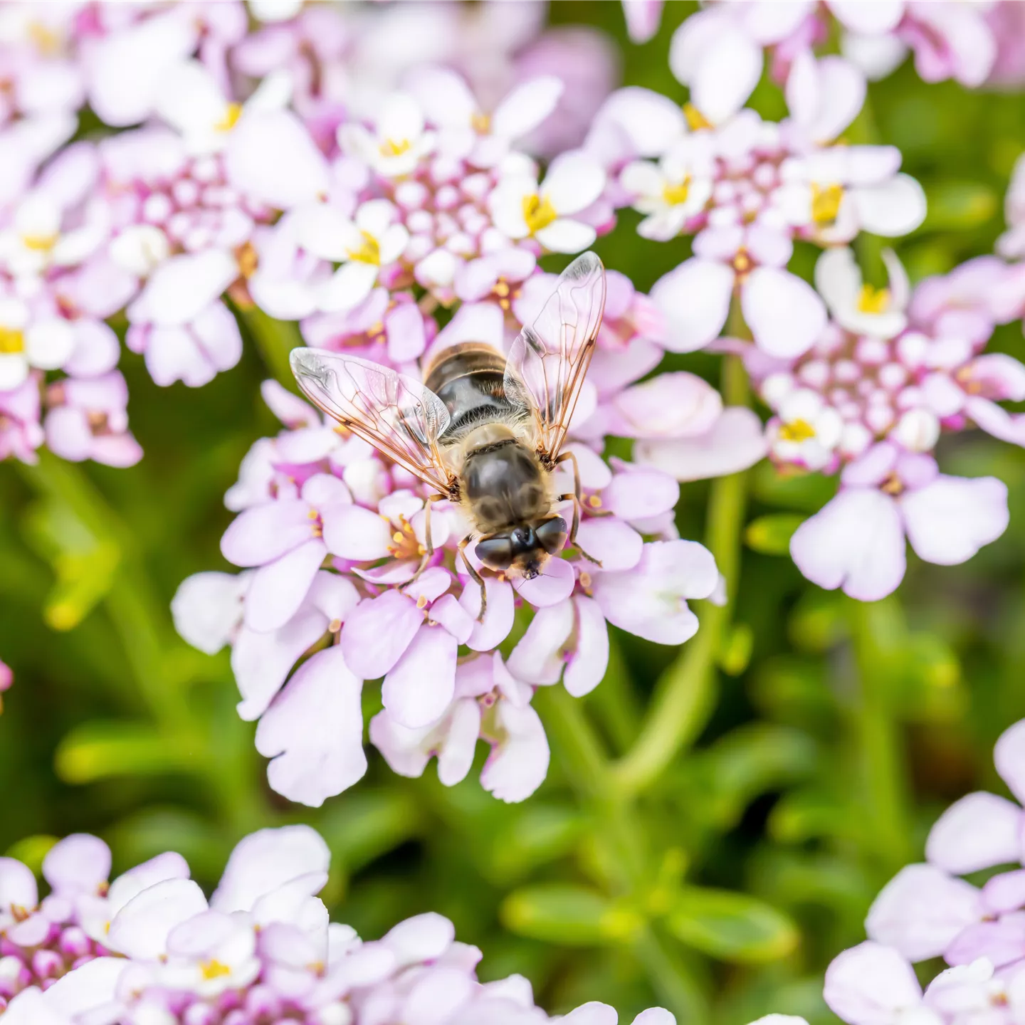 Iberis sempervirens 'Pink Ice' -R-