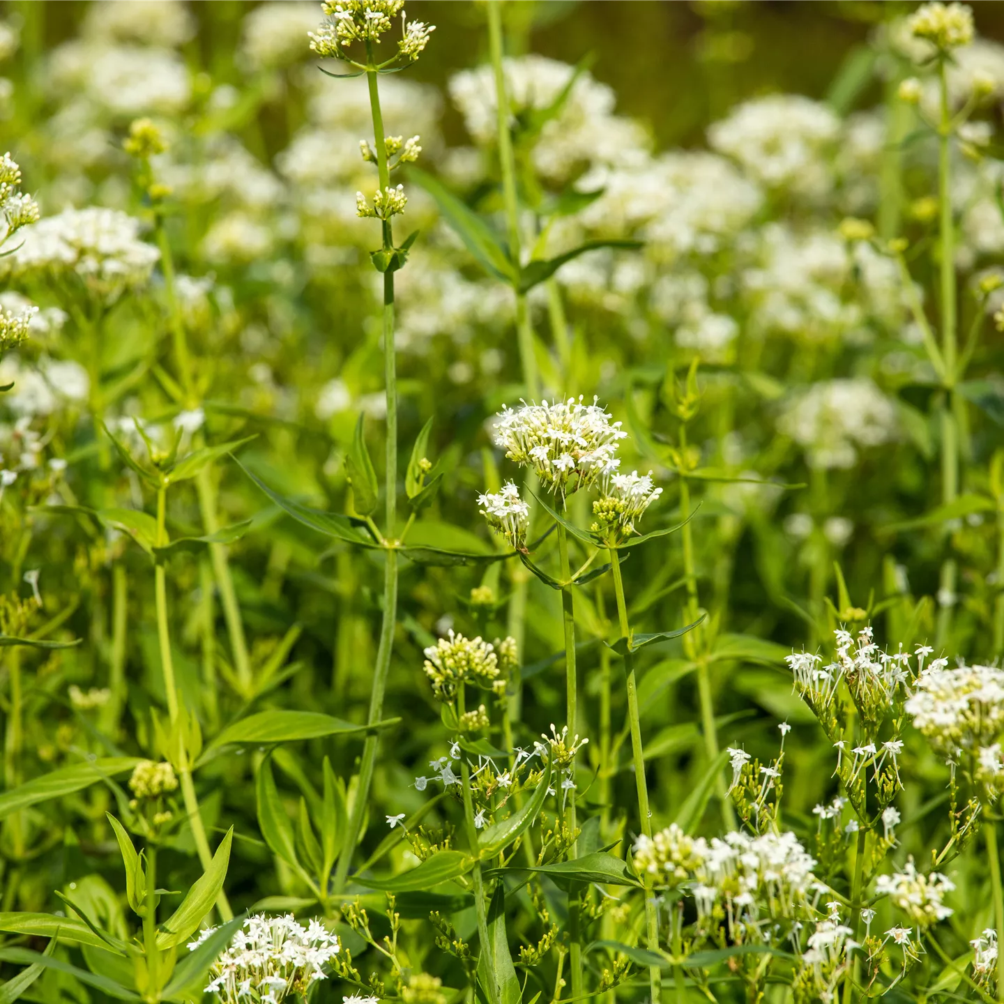 Centranthus ruber 'Albus'