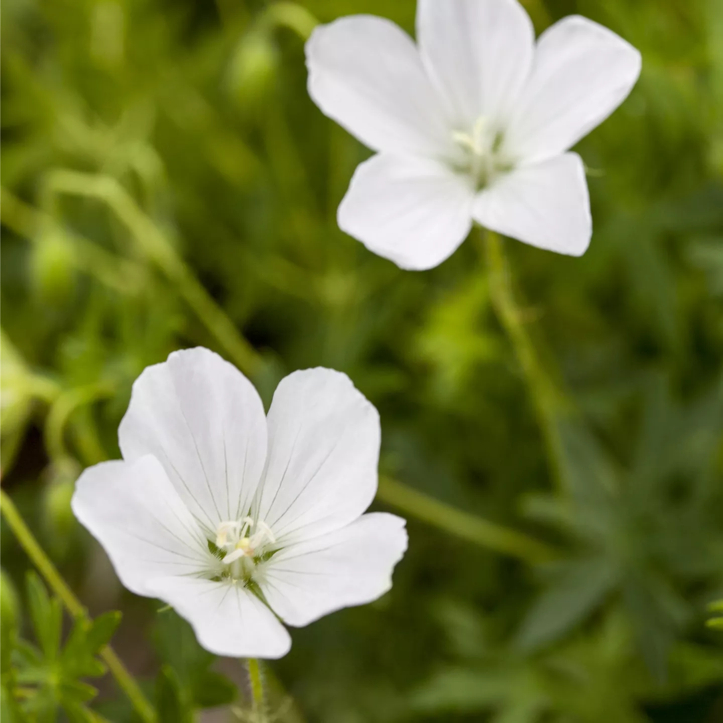 Geranium sanguineum 'Album'