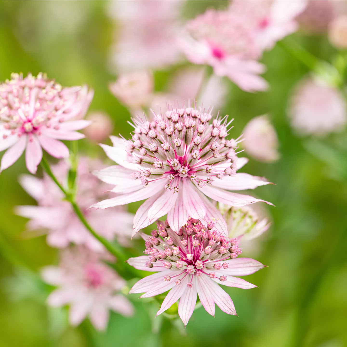 Astrantia major 'Roma' -R-