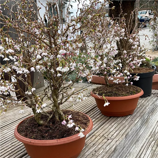 Prunus incisa 'Kojou-no-mai', Geschlitzte Kirsche im Pflanzenshop