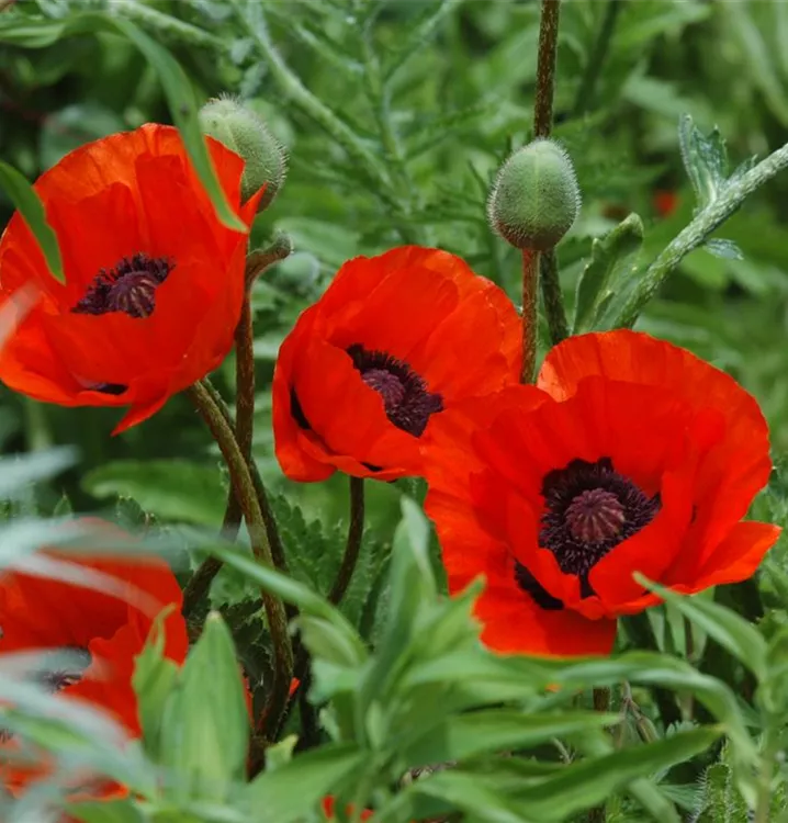 Orientalischer Mohn