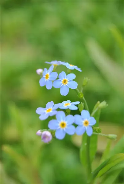 Myosotis scorpioides Garten-Sumpf-Vergissmeinnicht