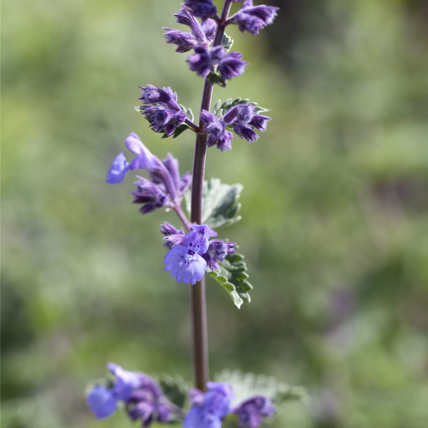 Nepeta x faassenii 'Walker's Low'