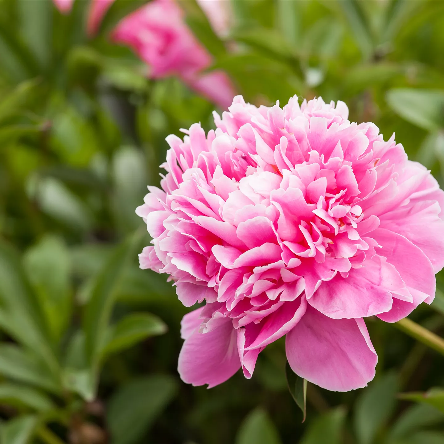 Paeonia lactiflora 'Edulis Superba'