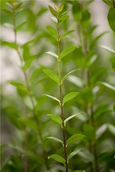 Ligustrum vulgare 'Atrovirens' Immergrüner Liguster
