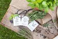 Ein Aussaatkalender sorgt für Übersicht bei der Gartenplanung