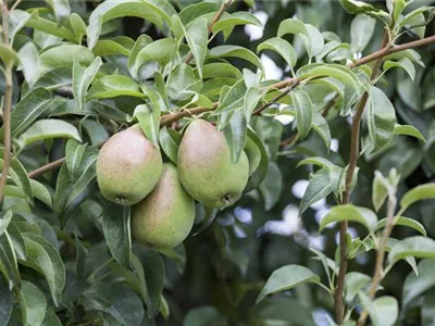 So bereichern diese vitaminreichen Obstpflanzen jeden Garten