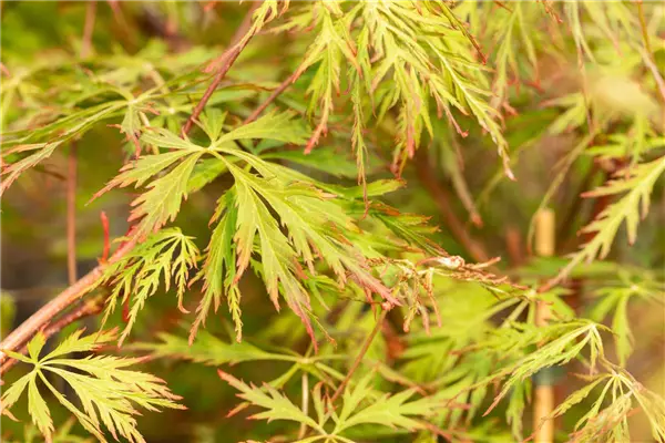 Acer pseudosieboldianum 'Ice Dragon' Ahorn