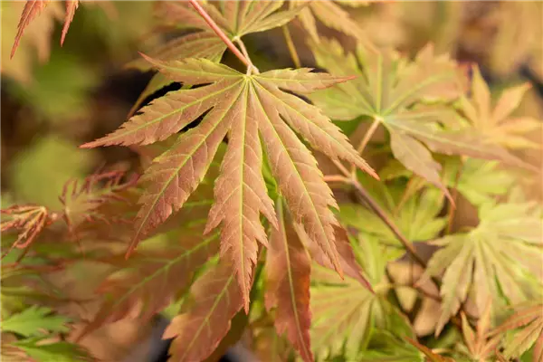 Acer pseudosieboldianum 'North Wind' Ahorn
