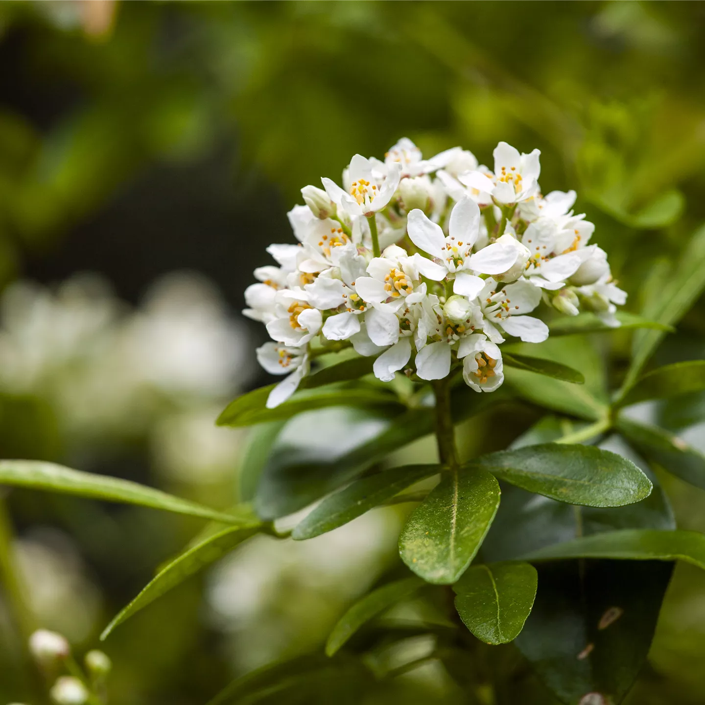 Choisya ternata Choisya ternata