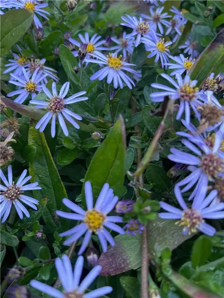 Aster ageratoides 'Adustus Nanus' Ageratum-Aster