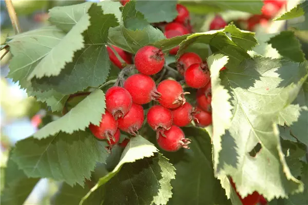 Crataegus coccinea Scharlach-Dorn