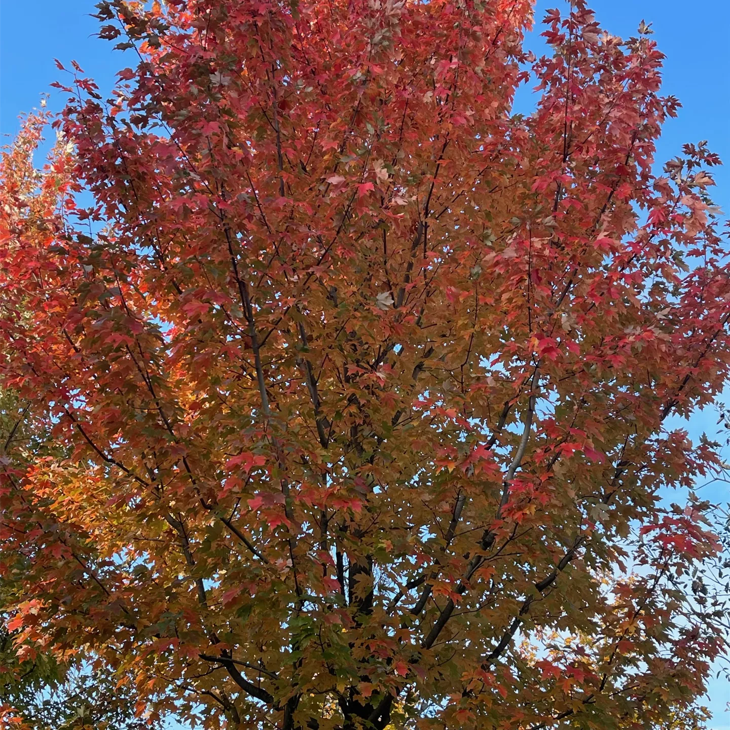 Acer freemanii 'Autumn Blaze'
