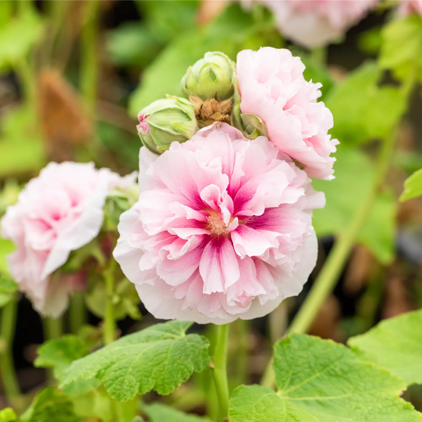 Alcea rosea 'Pleniflora Chaters', rosa