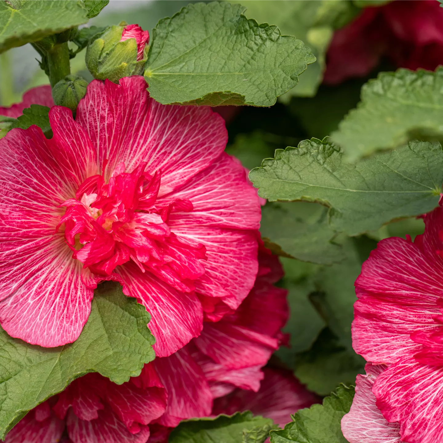 Alcea rosea 'Pleniflora Chaters', rot
