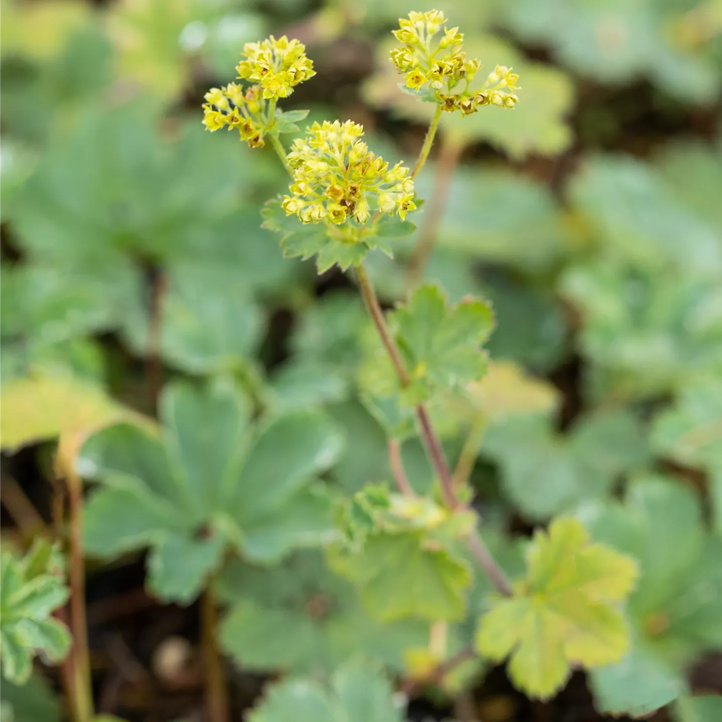 Alchemilla erythropoda 'Alma'