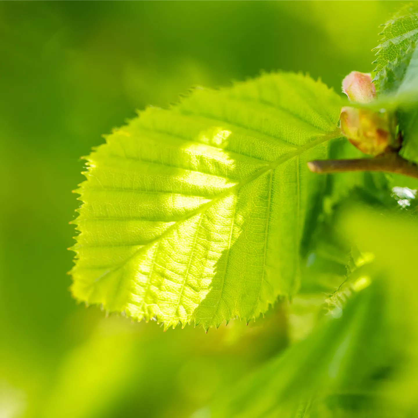 Corylus av.'Barcelloner Eckige' CAC