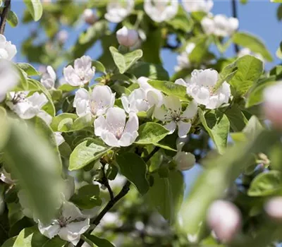 Quitte 'Riesenquitte von Leskovac' Quitte 'Riesenquitte von Leskovac'